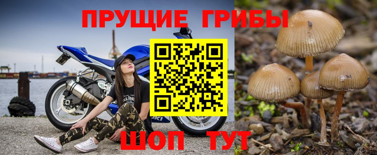 Псилоцибиновые грибы Psilocybine cubensis Ивантеевка